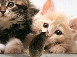 síntomas de la toxoplasmosis en gatos