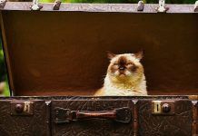 viajar con gatos en avión