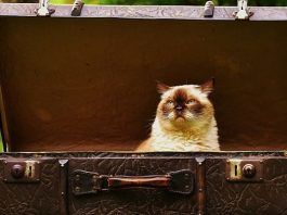 viajar con gatos en avión