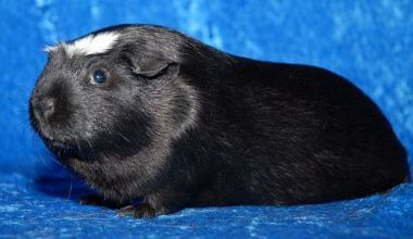 Cobaya crestada