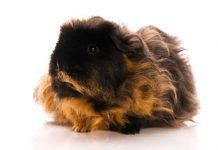 Conoce La Raza De Cobaya Texel: Su Adorable Pelo Rizado ¡Te Encantará! Cobaya Texel