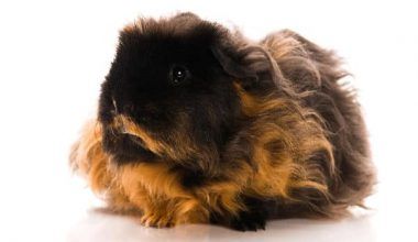 Cobaya Texel