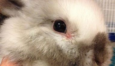 Conjuntivitis en Conejos