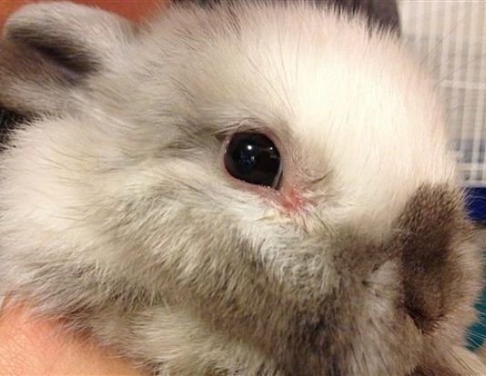 Conjuntivitis en Conejos