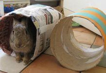 Cómo Hacer Juguetes Para Conejos En Casa – Ideas Sencillas ¡Que Ellos Amarán! cómo hacer juguetes para conejos