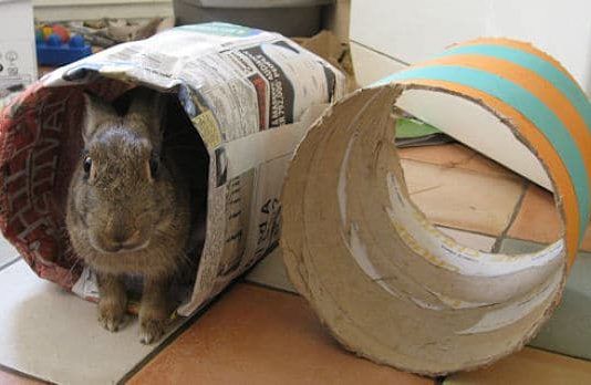 cómo hacer juguetes para conejos