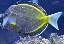 5 Enfermedades Comunes De Los Peces – Causas, Síntomas y Tratamiento A Seguir! enfermedades comunes de los peces