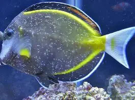 enfermedades comunes de los peces