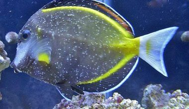 enfermedades comunes de los peces