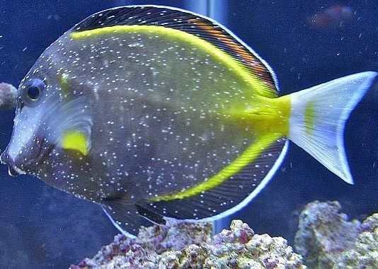 enfermedades comunes de los peces