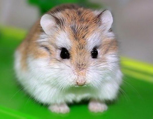 hámster Roborovski