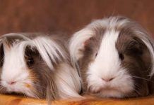 ¿Cómo Tratar Los Parásitos En Las Cobayas? Síntomas De Parasitosis Y Cómo Proteger a Tu Mascota parásitos en las cobayas