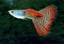 Los 10 Mejores Peces Tropicales Para Principiantes – Escoge Los Que Más Te Gusten! Peces Tropicales para Principiantes