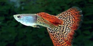 Peces Tropicales para Principiantes