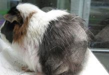 Causas De La Pérdida De Pelo En Cobayas – Importante Conocer Las Causas! pérdida de pelo en cobayas