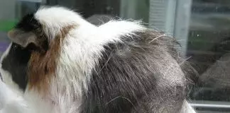 pérdida de pelo en cobayas