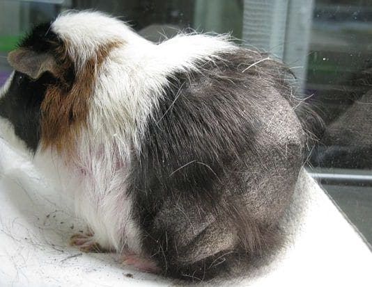 pérdida de pelo en cobayas
