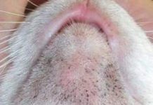 ¿Qué Es El Acné En Gatos? Como Podemos Detectar Este Problema En Nuestra Mascota. acné en gatos