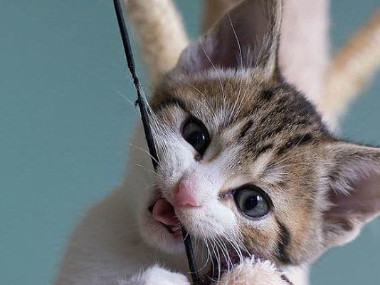 cambio de dientes en gatos