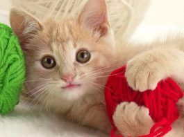 esterilización en gatos