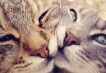 ¿Cómo Saber Si Mi Gato Tiene Estomatitis? Los Síntomas Y Tratamientos A Seguir. estomatitis en gatos