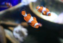Señales De Estrés En Los Peces – Cómo Saber Si Algo Está Mal estrés en los peces