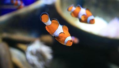 estrés en los peces