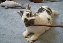 Top 5 Mejores Juguetes Para Conejos – Diversión Sin Fin Para Tu Mascota! juguetes para conejos