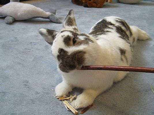 juguetes para conejos