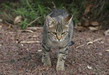 Dile Adiós Al Orine De Tu Gato Por Doquier. Te Decimos Como Hacer Un Repelente Efectivo y Casero. líquido para que los gatos no orinen