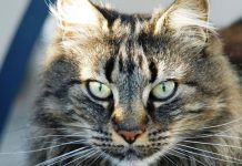 Cuáles Son Las Causas De La Obstrucción Intestinal En Gatos ¿Cómo Podemos Detectarla a Tiempo? obstrucción intestinal en gatos