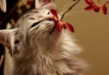 Cuáles Son Los Olores Favoritos De Los gatos. Las Plantas Que Atraen a Tu Minino. olores que gustan a los gatos