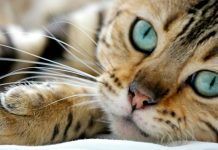 Síntomas De Pancreatitis En Tu Gato Que No Debes Dejar Pasar Por Alto. Señales De Alerta. pancreatitis en gatos
