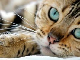 pancreatitis en gatos