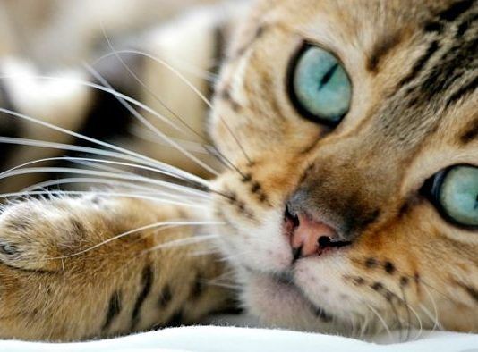 pancreatitis en gatos