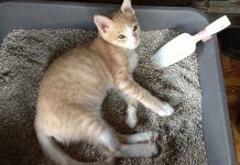 Porque Los Gatos Se Revuelcan En La Arena? Una Mirada a Las Ocurrencias De Tu Mascota porque los gatos se revuelcan en la arena