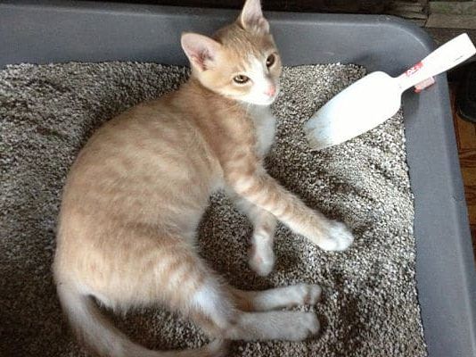 porque los gatos se revuelcan en la arena