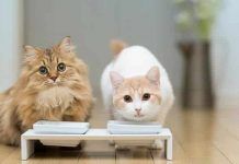 El Top 3 De Los Alimentos Para Mascotas. Cómo Saber Qué Es Lo Mejor Para Tu Felino. que alimento para gatos es mejor
