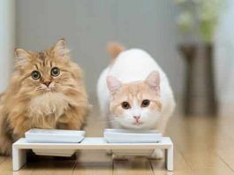 que alimento para gatos es mejor