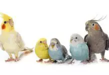 que aves pueden convivir con los periquitos