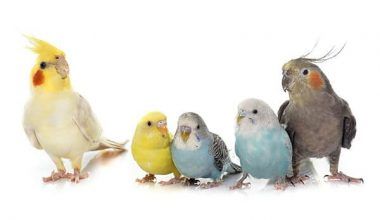 que aves pueden convivir con los periquitos