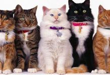 Que Razas De Gatos Existen En El Mundo. Sus Categorías y Tipología. que otras razas de gatos existen