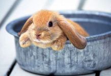 Aprende Todo Acerca  De La Esterilización En Conejos.  ¿Qué Esperar De La Cirugía? esterilización en conejos
