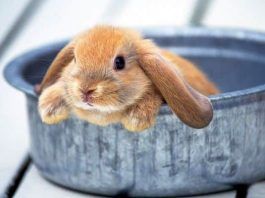 esterilización en conejos