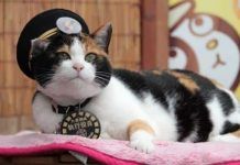 Los 15 Gatos Más Famosos De La Historia. Desde Actores Codiciados Hasta Los Reyes De Las Redes Sociales! Gatos Más Famosos de la Historia