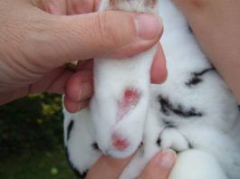 pododermatitis en conejos