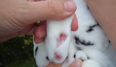 pododermatitis en conejos