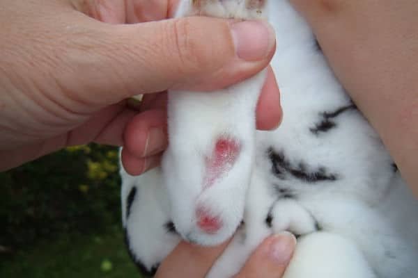pododermatitis en conejos