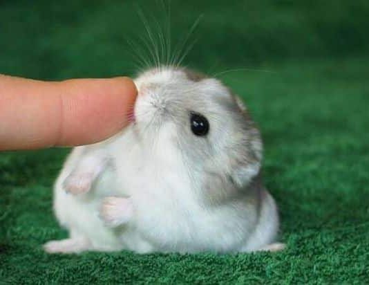 Por Qué Muerden Los Hámsters