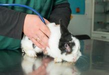 Conoce Las Causas Más Comunes De La Pérdida De Pelo En Conejos Pérdida de pelo en conejos